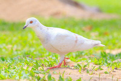 Closeup to beautiful clean white pigeon bird on green grass or lawn at the public park garden.