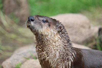 Close-up of an animal