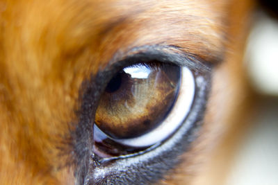 Extreme close up of animal eye