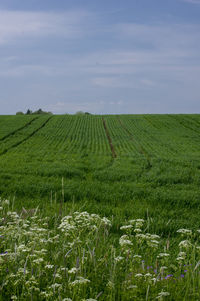 Scenic view of agricultural field against sky