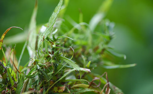 Close-up of fresh green plant