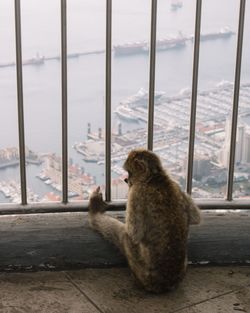Rear view of monkey sitting by railing