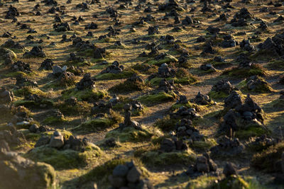 Traditional cairns made of stones on a lava ridge, laufskalavarda southern iceland