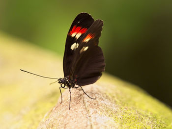 Close-up of butterfly on flower