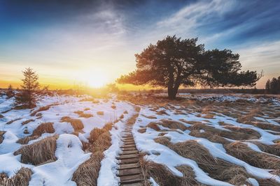 Trees on snow covered field against sky during sunset