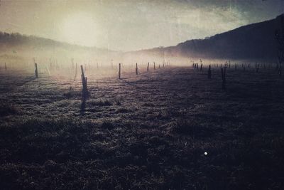 Scenic view of field in forest against sky