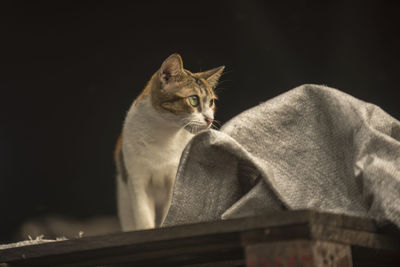 Close-up of cat sitting