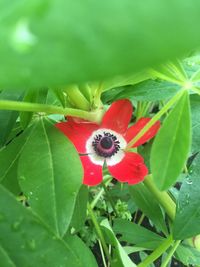 Close-up of bee on red flower