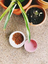 High angle view of potted plant in bowl