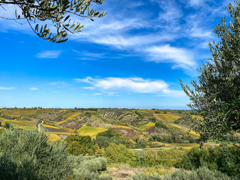 Scenic view of field against sky