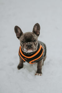 French bulldog puppy in the snow.