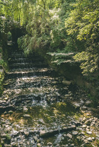 Scenic view of waterfall in forest