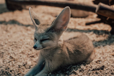 Fennec fox  close up