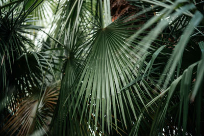 Palm leaves dark green background, summer tropical background