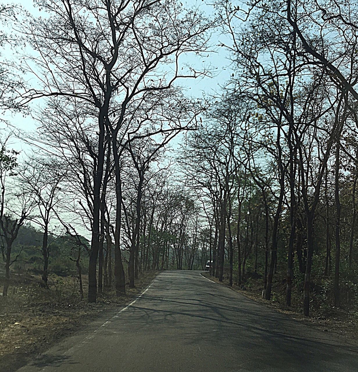 the way forward, tree, bare tree, diminishing perspective, vanishing point, tranquility, treelined, branch, nature, road, tranquil scene, tree trunk, transportation, footpath, empty road, long, empty, outdoors, sky, beauty in nature