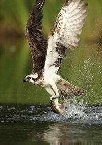 Close-up of eagle flying over water
