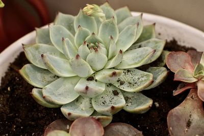 Close-up of succulent plant