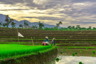Scenic view of agricultural field against sky during sunset
