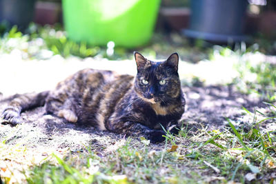 Portrait of cat resting on field