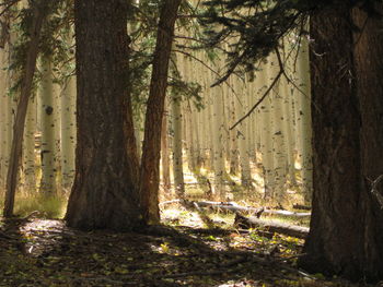 Trees in forest