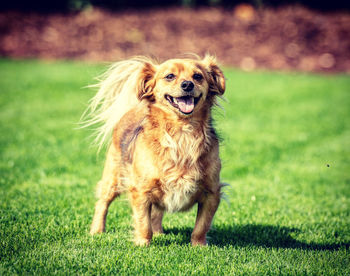 Portrait of dog on grass