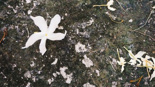 High angle view of snow on field
