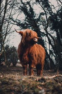 Lion in a field