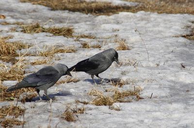 Bird perching on snow