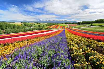 Multi colored flowering plants on field against sky