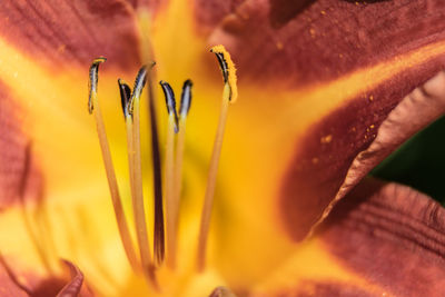 Close-up of yellow flowering plant