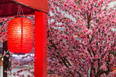 Close-up of cherry blossom hanging on tree