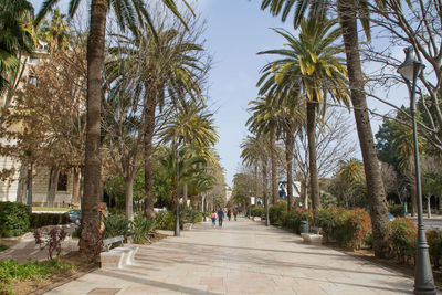 Footpath amidst palm trees in city against sky
