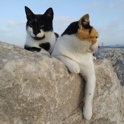 Cat sitting on a wall