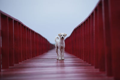 White street dog standing on red wooden bridge