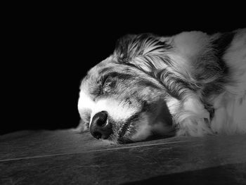 Close-up of dog sleeping