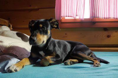 Close-up of dog relaxing on bed at home
