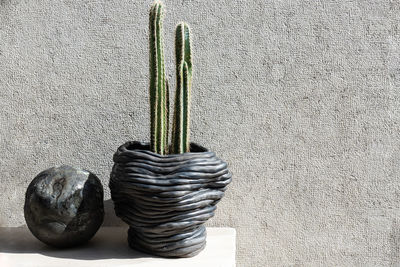 Long cactus planted in creative black pot, placed against stucco external wall