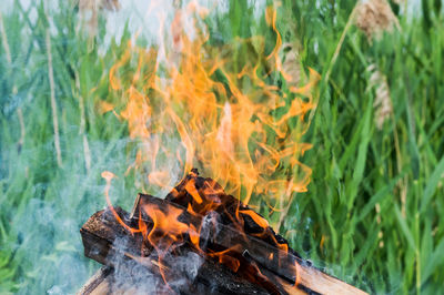 Close-up of fire in the forest