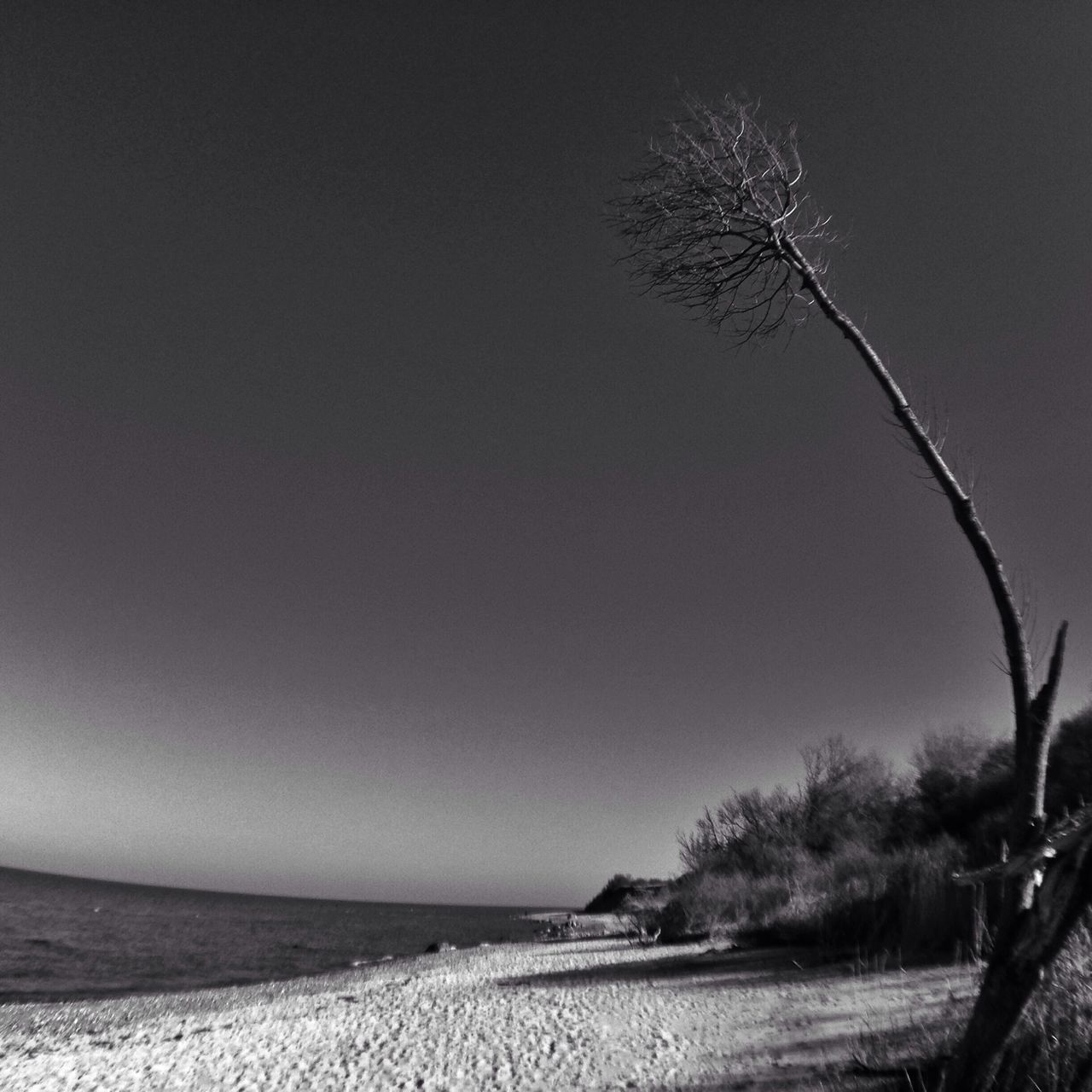 sea, tranquility, water, tranquil scene, horizon over water, scenics, beauty in nature, beach, nature, tree, clear sky, branch, shore, growth, sky, outdoors, day, no people, idyllic, non-urban scene