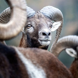 Close-up portrait of goat