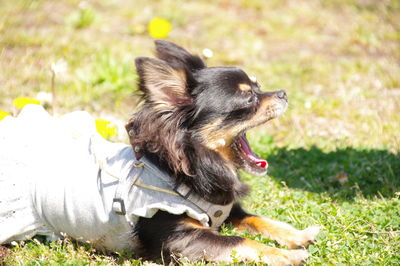 Dog relaxing on field