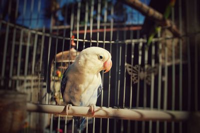 Close-up of bird in cage