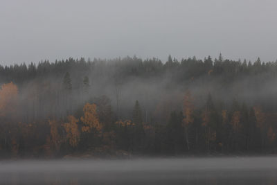 Trees in forest