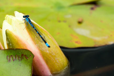 Close-up of insect on fruit