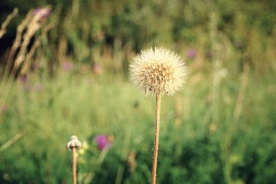 Close-up of dandelion