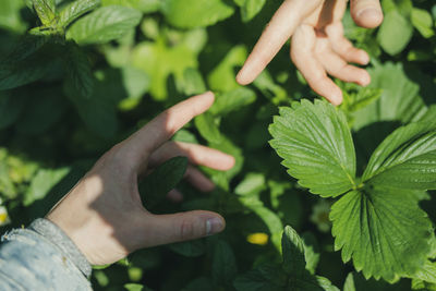 Cropped hand touching plants