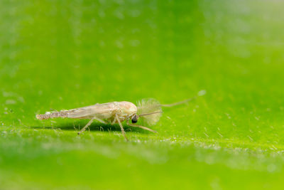 Close-up of chironomid on green leaf
