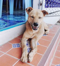 Portrait of dog relaxing in swimming pool