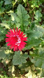 Close-up of red flower blooming outdoors