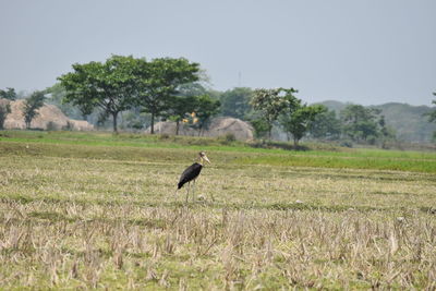 Bird on field against clear sky